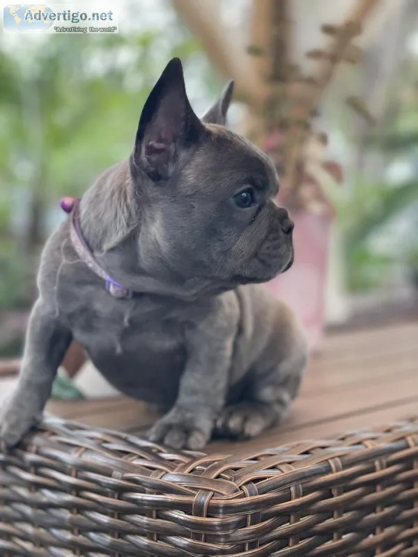 French Bulldog