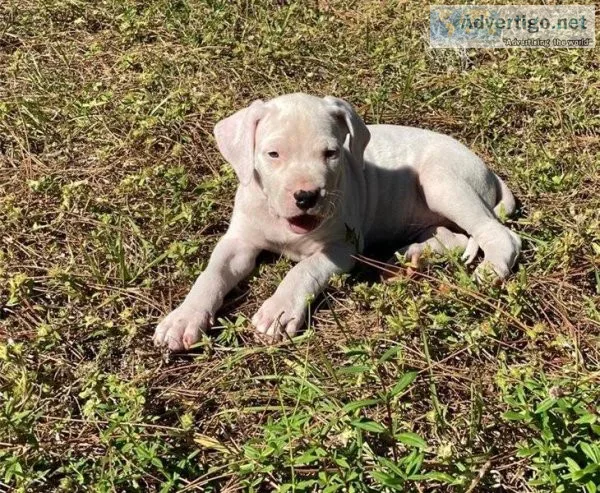 Argentine Dogo Puppies Ready Now