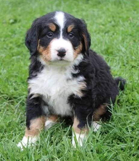 Handsome Bernese Mountain Ready Now