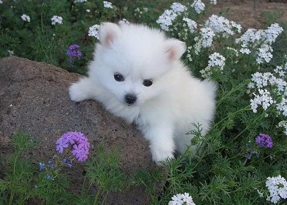 akc registered male and female eskimo puppies
