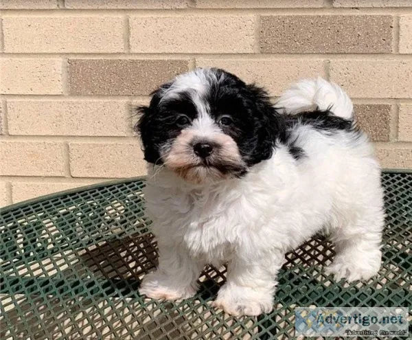 Havanese Puppies For Good Homes Now