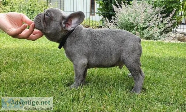 quality AKC registered French Bulldogs