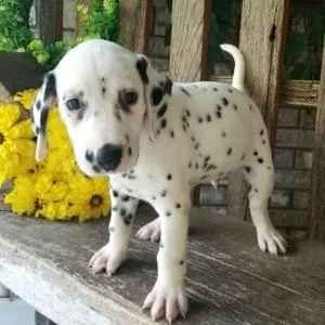 beautiful Dalmatian puppies for sale