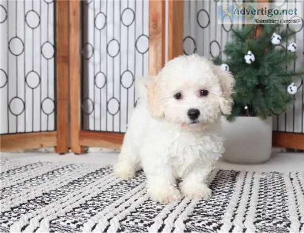Bichon Frise Puppies For Sale.