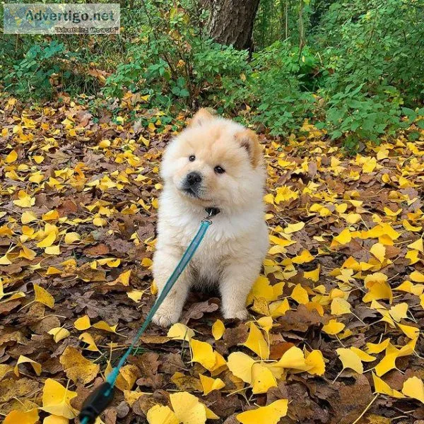 wonderful Boy Chow Chow
