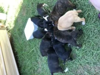 NKC Mountain Feist Puppies