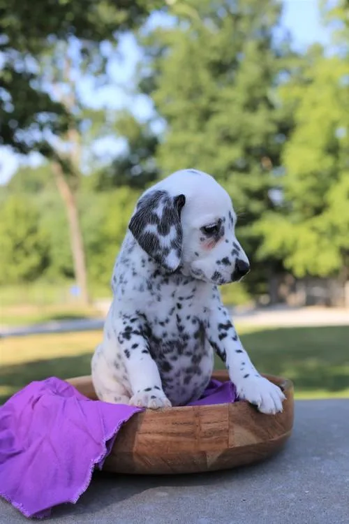 Buatiful litter of akc reg Dalmatians