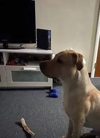 Rehoming 11month puppy