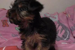 Puppies Yorkshire Terrier Male And Female