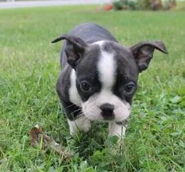 helpful Boston terrier puppies ready