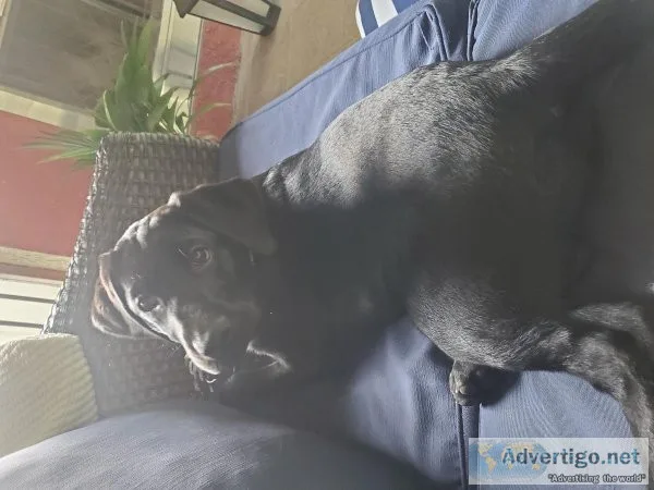 14 week black registered lab