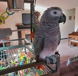 Talking African Grey parrots ready
