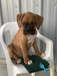 friendly Boxer puppies ready