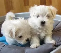 Awesome T-Cup Maltese Puppies Available