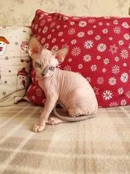 Hairless Sphynx kittens