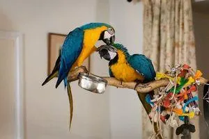 Blue and Gold Macaw
