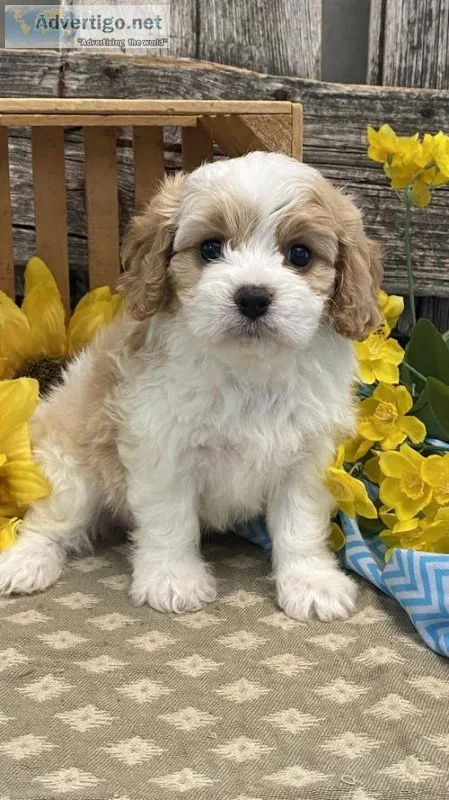 STUNNING cavachon puppies available