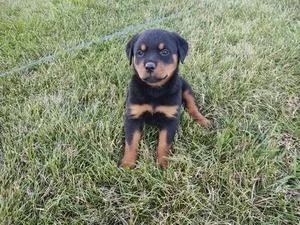 helpful Rottweiler puppies ready