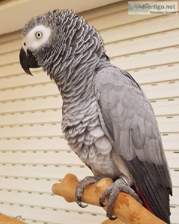 African grey parrots breeding pairs