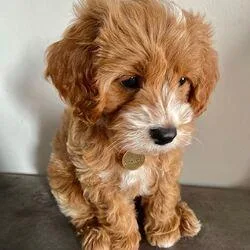 Reg Cavapoo puppy Male and Female