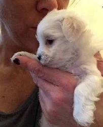 Awesome family raised tiny Maltese puppies