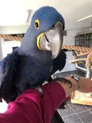 A Bonded Pair Of Hyacinth Macaws
