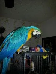 Beautiful Blue and Gold Macaw For Sale