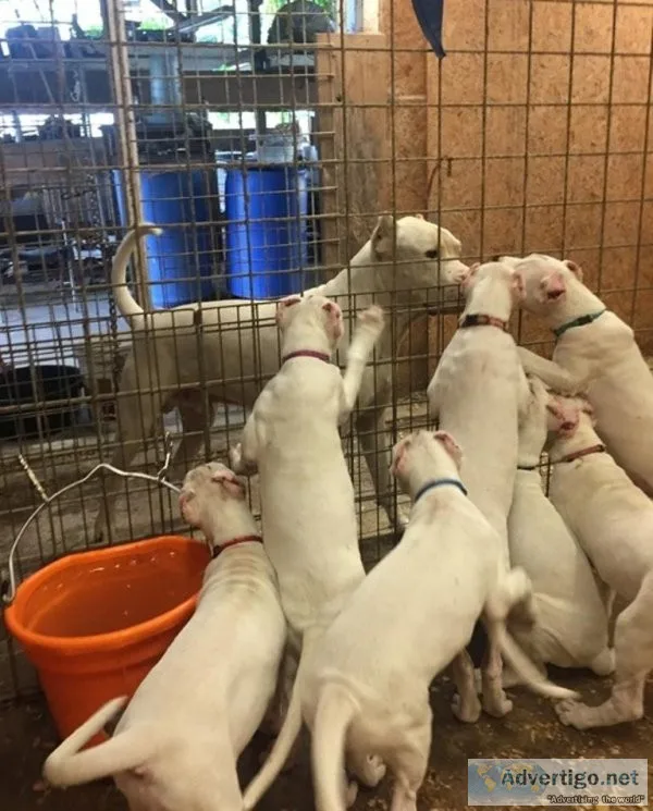 Active Dogo Argentino Puppies