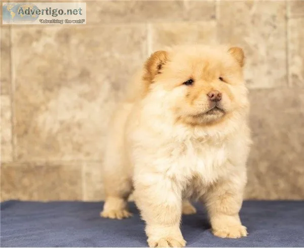 READY TO LEAVE KC registered Chow puppies