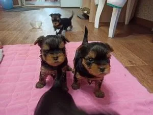 AKC-adorable Teacup yorkie Puppies