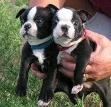 pure breed Boston terrier puppies ready
