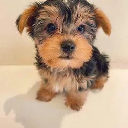 Cute Male and Female Yorkshire Terrier Puppies