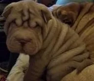 adorable Chinese Shar-Pei Puppies