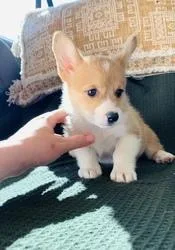 Pembroke welsh corgi puppies ready
