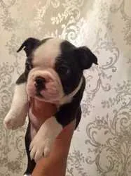 health Boston Terrier puppies ready now