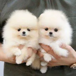 Pomeranian puppies ready
