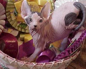 Sphynx kitten for adoption
