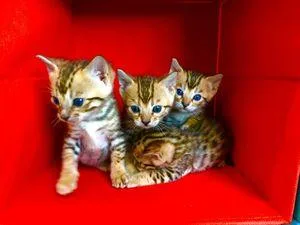 Very Cute Bengal Kittens