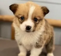 HomeTrained Pembroke Welsh Corgi Puppies Ready
