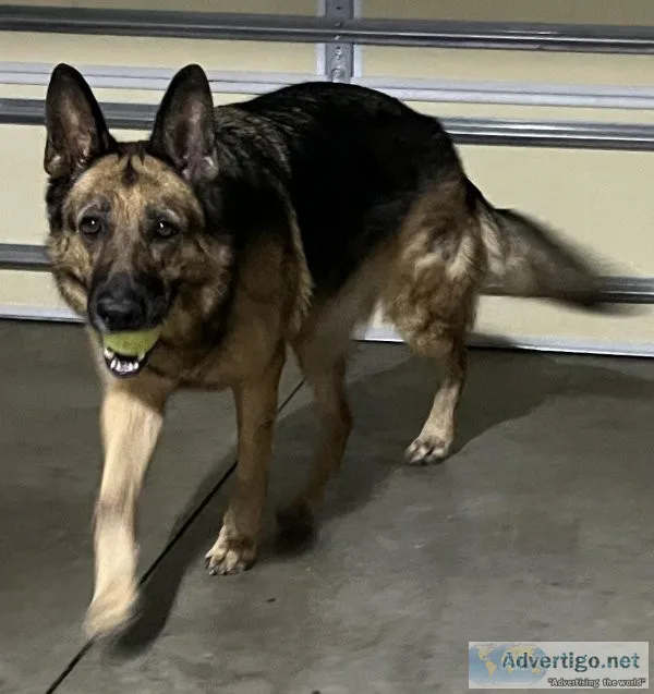 AKC German Shepherd- Service dog