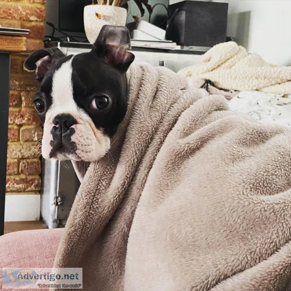 AKC BOSTON TERRIERS
