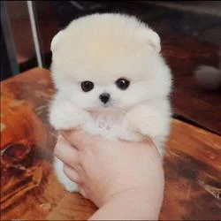 Affordable Pomeranian Puppies For Sale