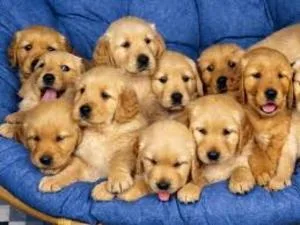 Very good and healthy golden retriever puppies