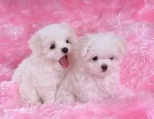 Adorable Maltese Puppies for adoption