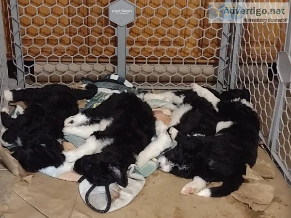 Borderdoodle puppies - border collie x standard poodle