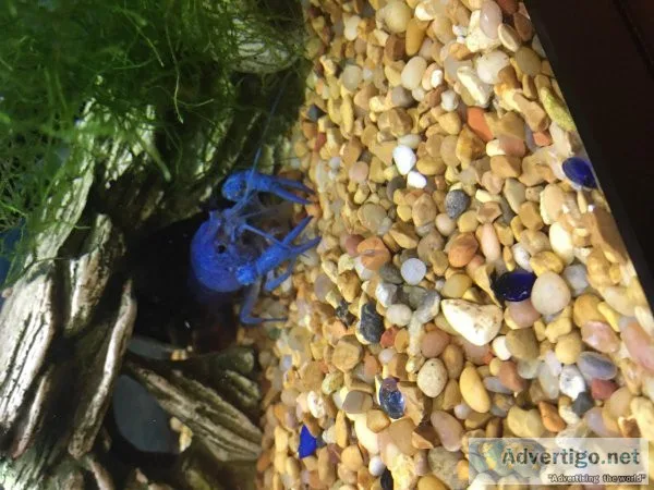 Jumbo blue crawfish