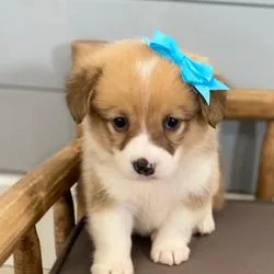 Male And Female Pembroke Welsh Corgi