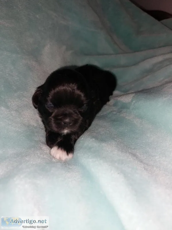 Shih-tzu puppies rehoming to their furever homes