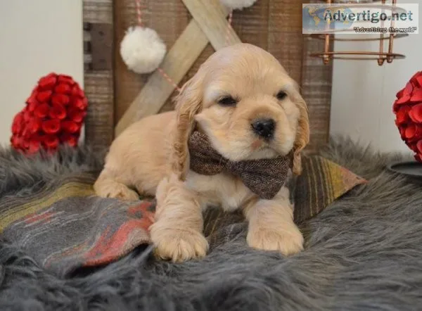 Beautiful show cocker spaniel puppies for sale