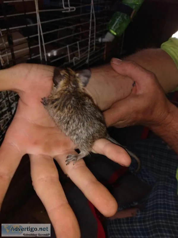 Three baby degus